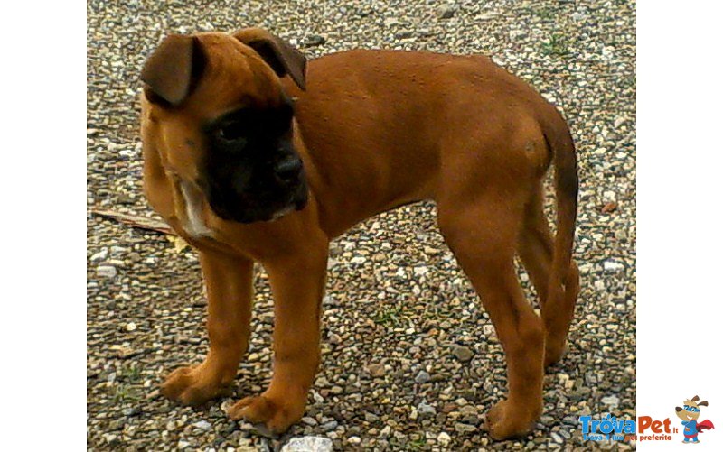 Cucciolo di Boxer - Foto n. 1