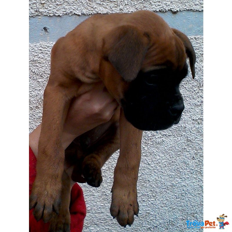 Cucciolo di Boxer - Foto n. 3