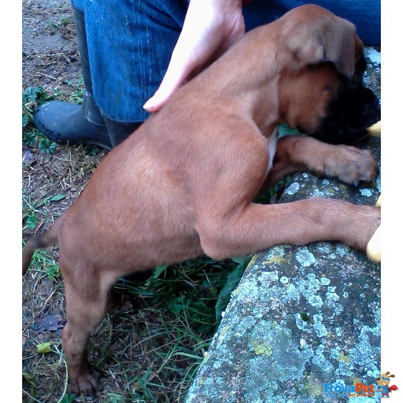 Cucciolo di Boxer - Foto n. 4