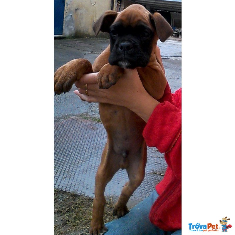 Cucciolo di Boxer - Foto n. 8