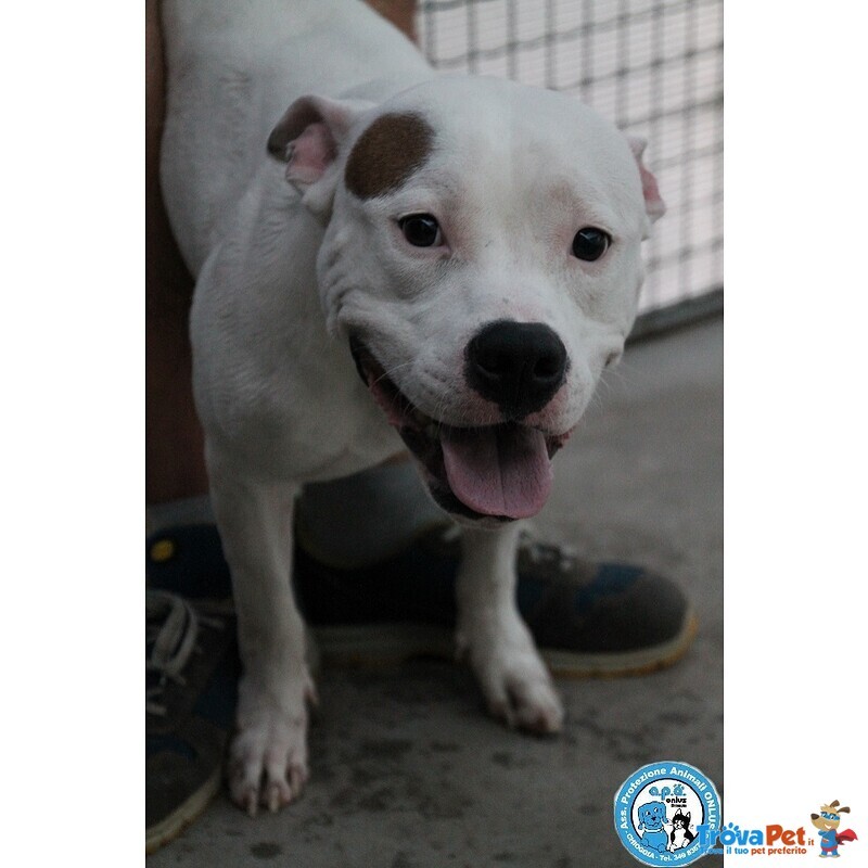 Romeo, Amstaff Giovane, Vulcano di Energia un pò Indisciplinato.. - Foto n. 1