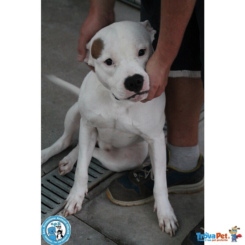 Romeo, Amstaff Giovane, Vulcano di Energia un pò Indisciplinato.. - Foto n. 3