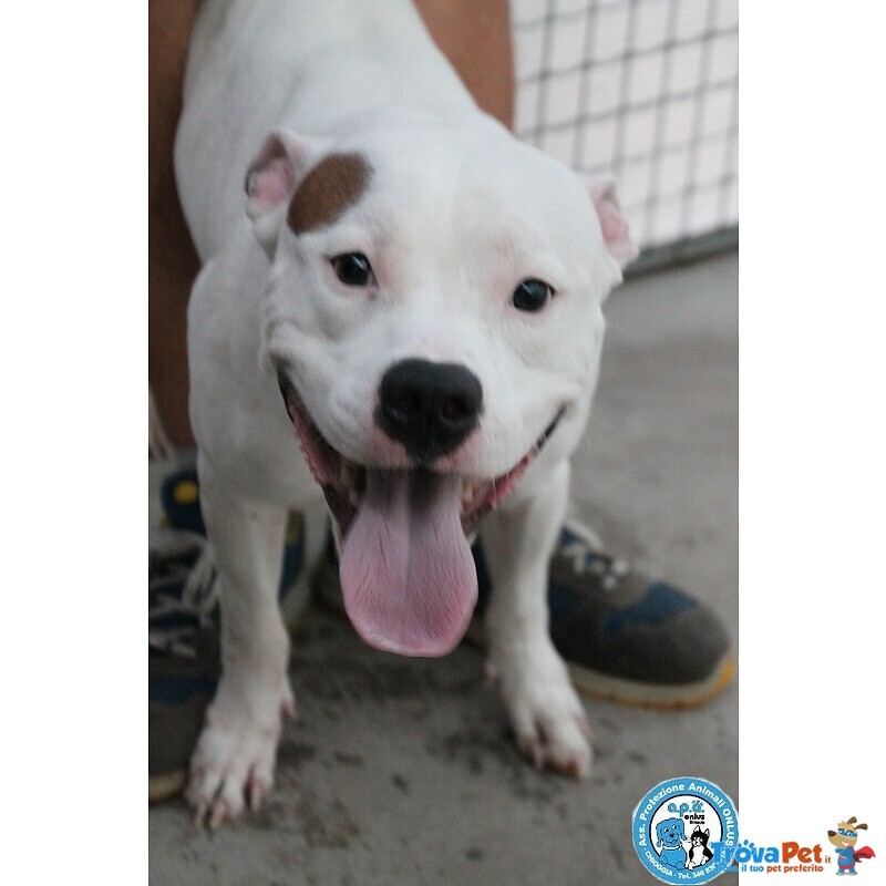 Romeo, Amstaff Giovane, Vulcano di Energia un pò Indisciplinato.. - Foto n. 4