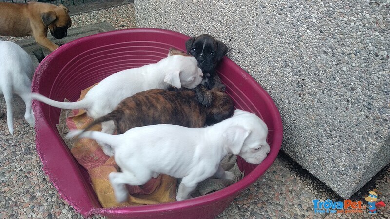 Cuccioli di Boxer con Pedigree - Foto n. 2