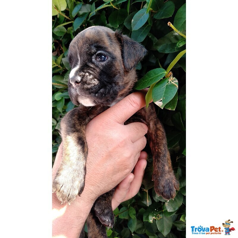 Cuccioli di Boxer con Pedigree - Foto n. 4