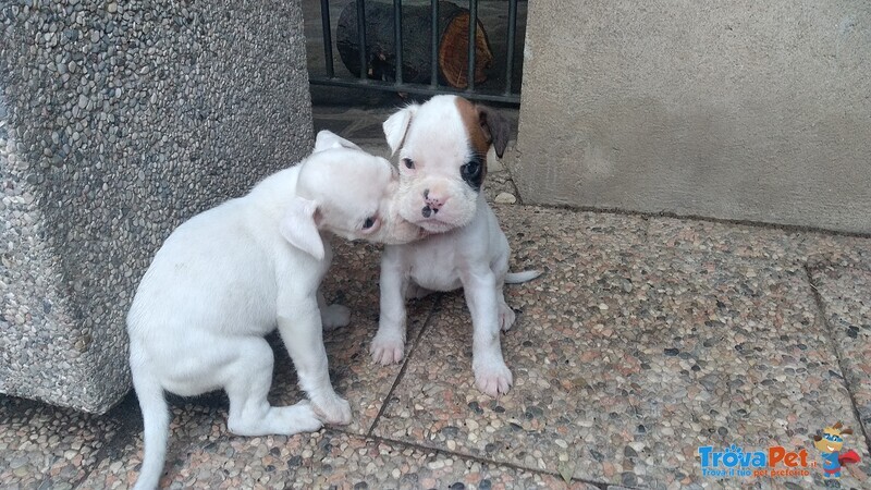 Cuccioli di Boxer con Pedigree - Foto n. 6