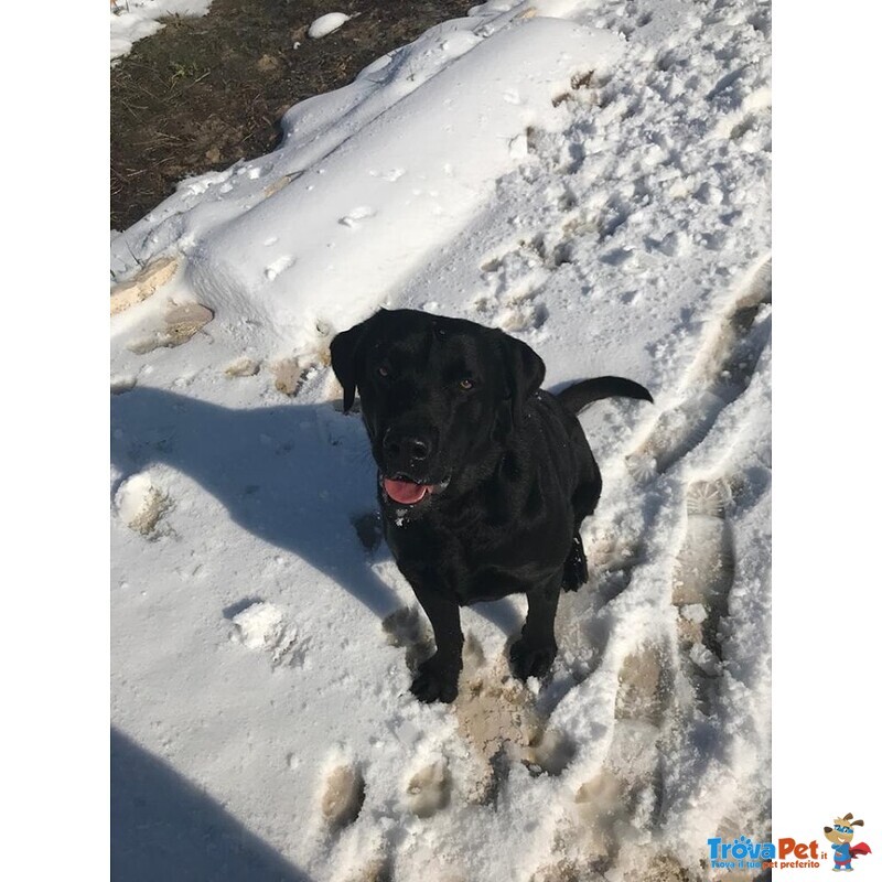 Labrador puro 5 Anni - Foto n. 3