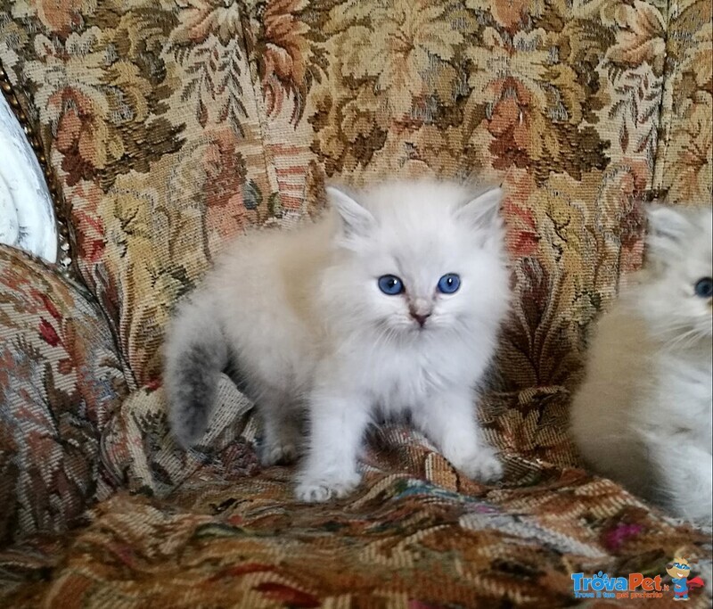 Gattini Ragdoll con Pedigree - Foto n. 2