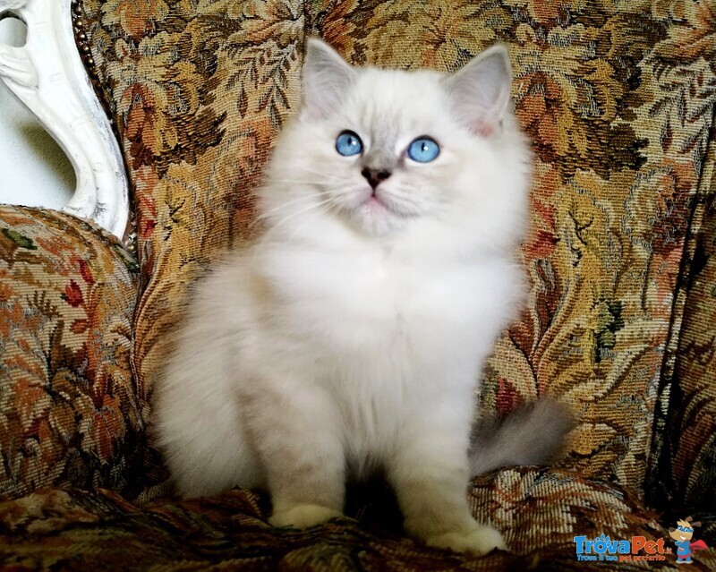 Gattini Ragdoll con Pedigree - Foto n. 4