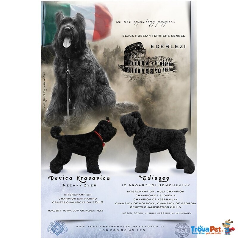 Terrier nero Russo - Cuccioli - Foto n. 1