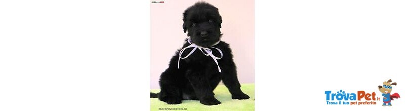 Terrier nero Russo - Cuccioli - Foto n. 4