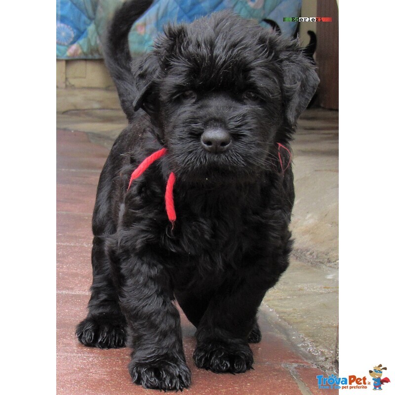 Terrier nero Russo - Cuccioli - Foto n. 6