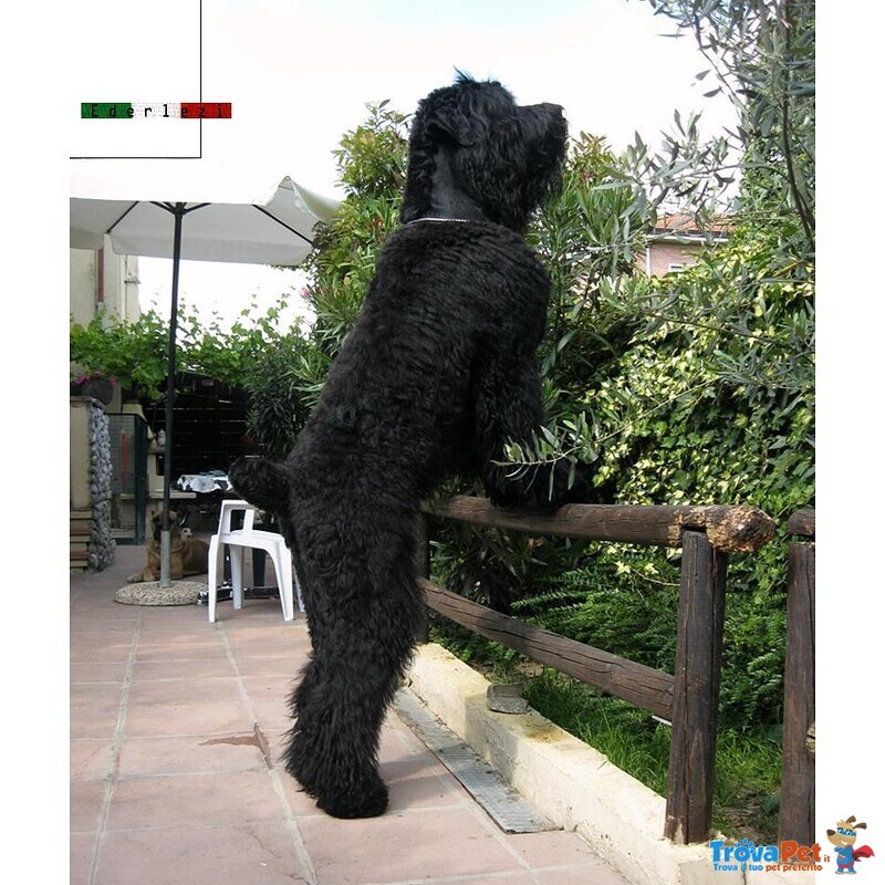 Terrier nero Russo - Cuccioli - Foto n. 8