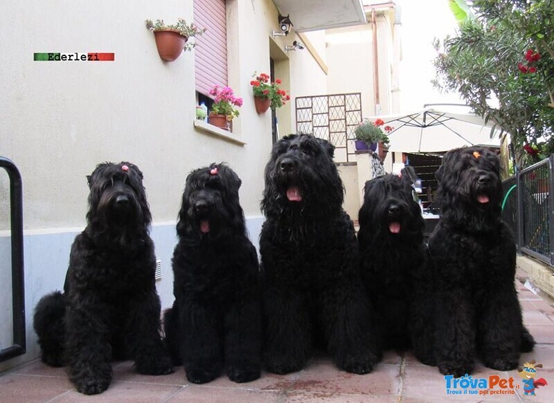 Terrier nero Russo - Cuccioli - Foto n. 9
