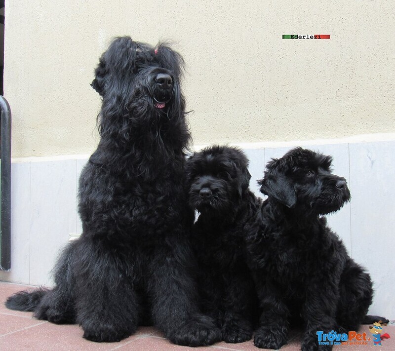Terrier nero Russo - Cuccioli - Foto n. 10