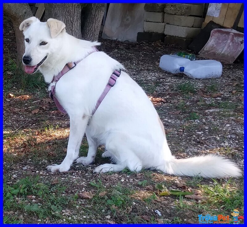 Masa Bellissima Simil Labradorina Giovanissima - Foto n. 1