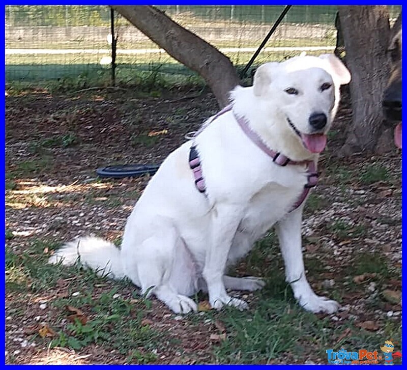 Masa Bellissima Simil Labradorina Giovanissima - Foto n. 2