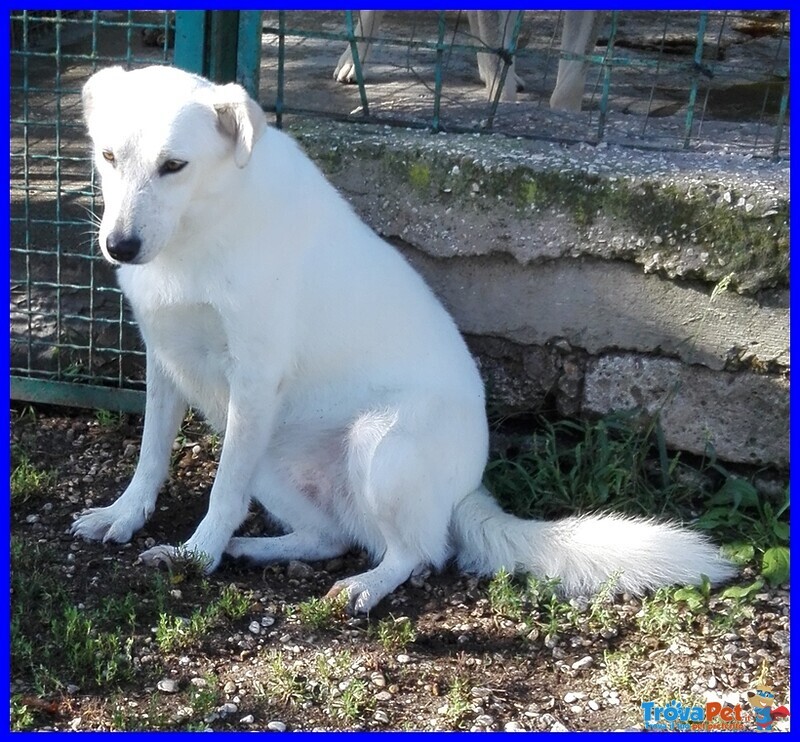 Masa Bellissima Simil Labradorina Giovanissima - Foto n. 3