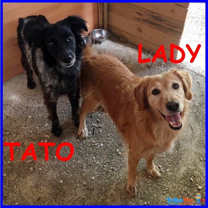 Tato e lady Adozione di Coppia - Foto n. 1