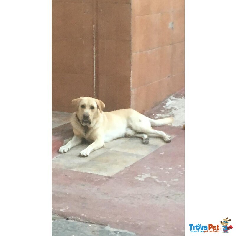 Simil Labrador in Adozione - Foto n. 1