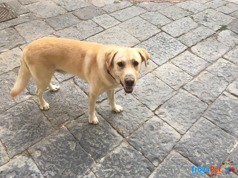 Simil Labrador in Adozione - Foto n. 3