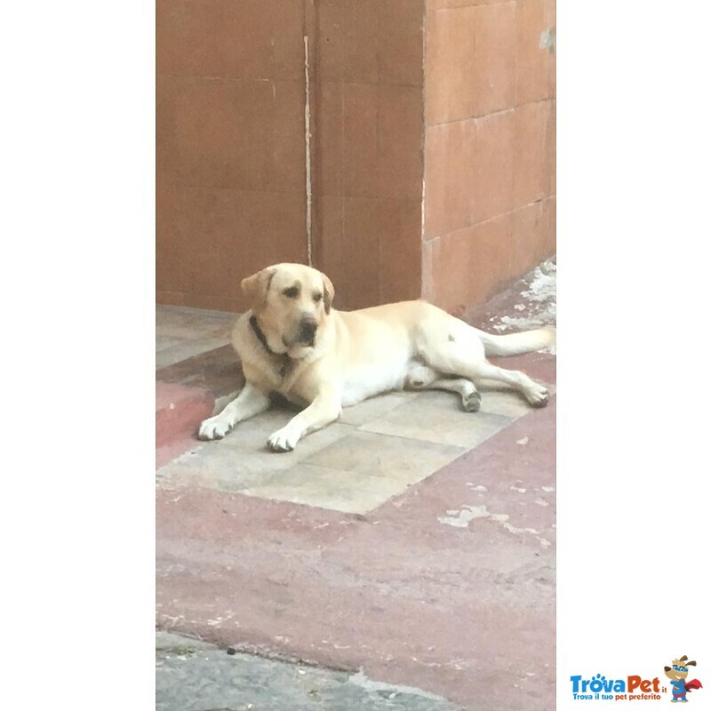 Simil Labrador in Adozione - Foto n. 4