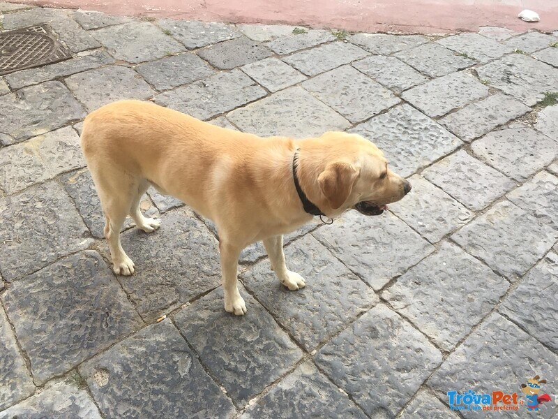 Simil Labrador in Adozione - Foto n. 5
