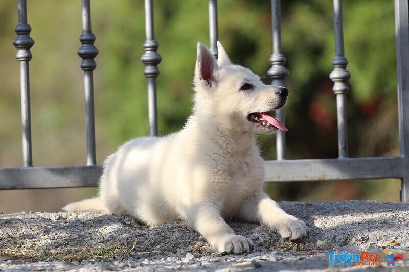 Cuccioli di Pastore Svizzero Bianco pelo Corto - Foto n. 3