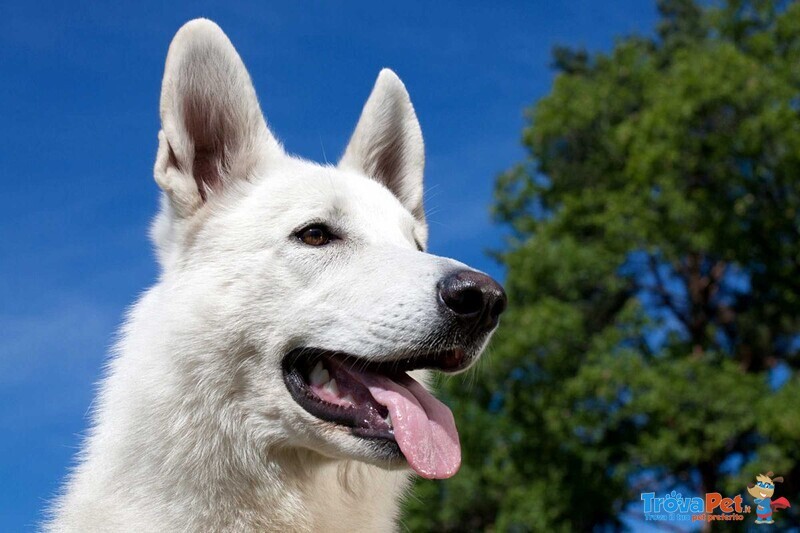 Cuccioli di Pastore Svizzero Bianco pelo Corto - Foto n. 5