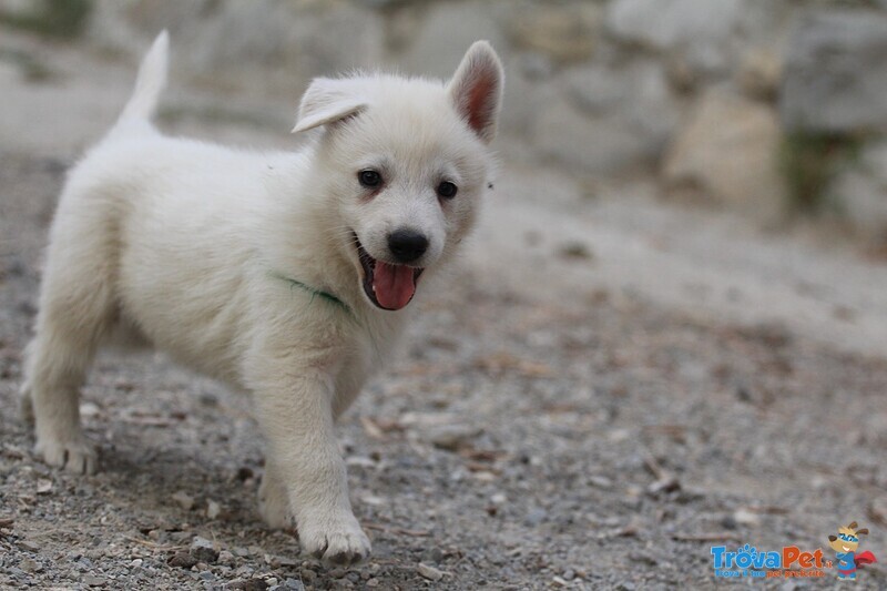 Cuccioli di Pastore Svizzero Bianco pelo Corto - Foto n. 6