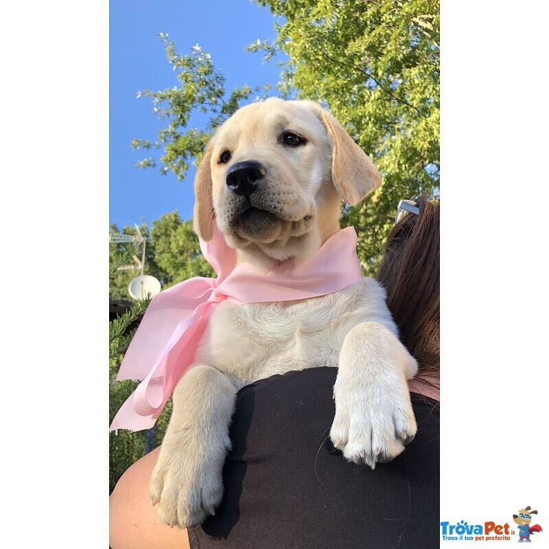 Bellissimi Cuccioli Labrador Retriever alta Genealogia Ottimo Pedigree Esenti Patologie Ereditarie - Foto n. 2