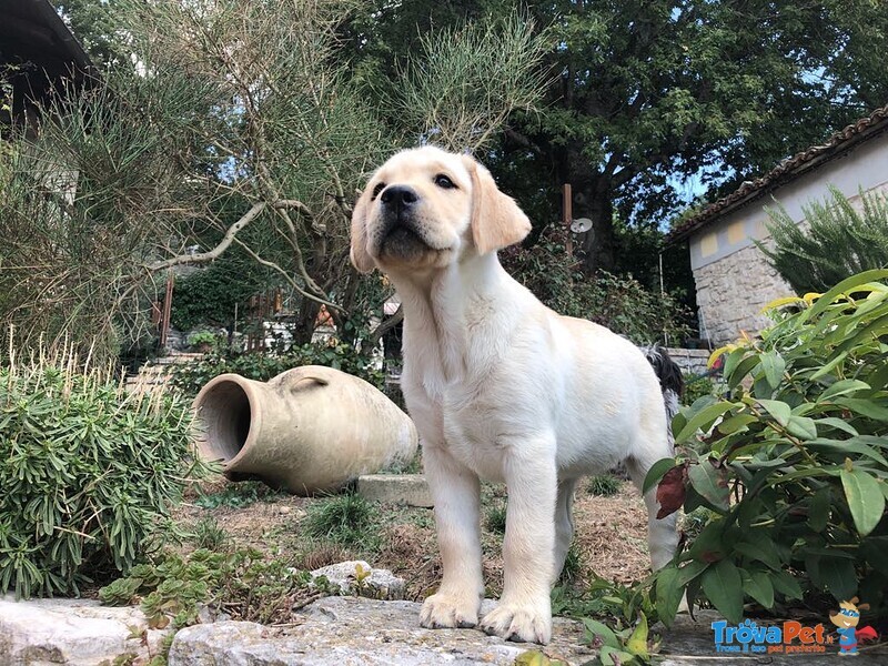 Bellissimi Cuccioli Labrador Retriever alta Genealogia Ottimo Pedigree Esenti Patologie Ereditarie - Foto n. 1