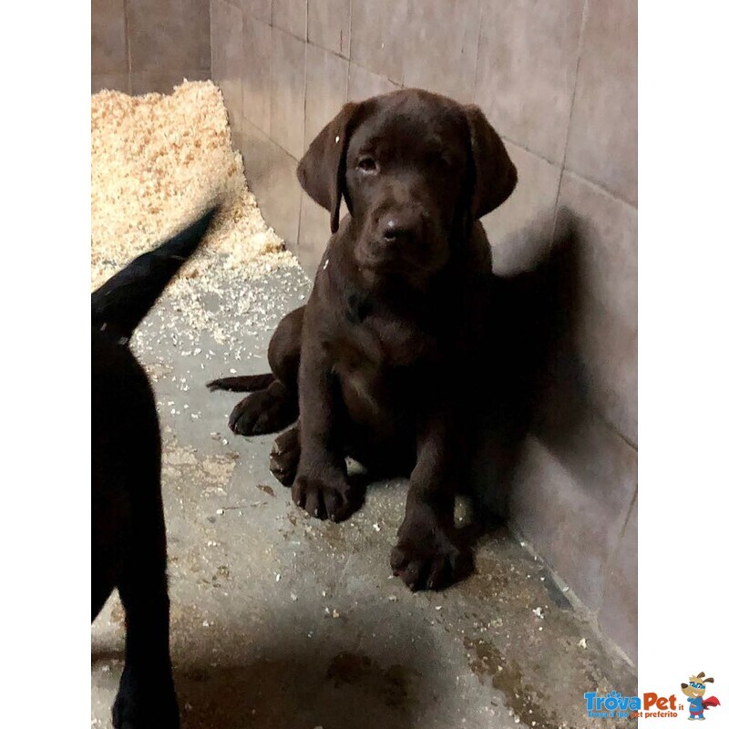 Bellissimi Cuccioli Labrador Retriever alta Genealogia Ottimo Pedigree Esenti Patologie Ereditarie - Foto n. 3