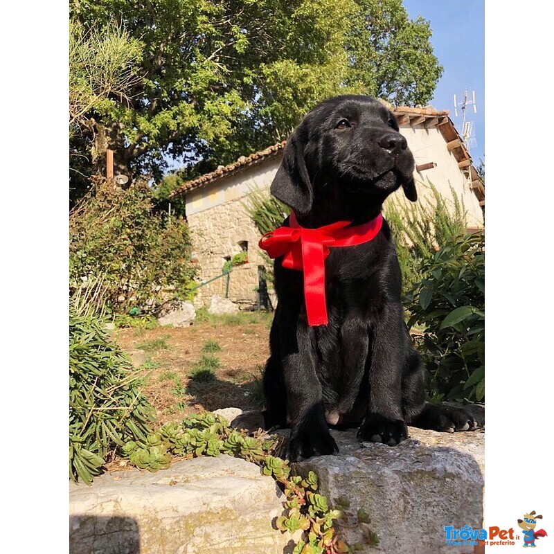 Bellissimi Cuccioli Labrador Retriever alta Genealogia Ottimo Pedigree Esenti Patologie Ereditarie - Foto n. 4