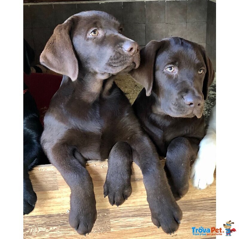 Bellissimi Cuccioli Labrador Retriever alta Genealogia Ottimo Pedigree Esenti Patologie Ereditarie - Foto n. 5