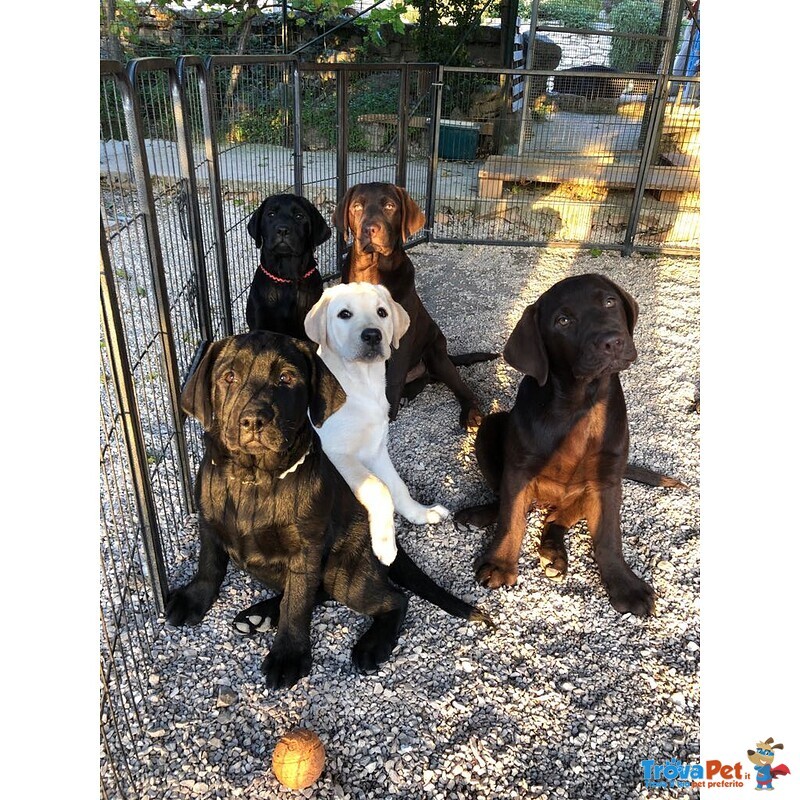 Bellissimi Cuccioli Labrador Retriever alta Genealogia Ottimo Pedigree Esenti Patologie Ereditarie - Foto n. 7