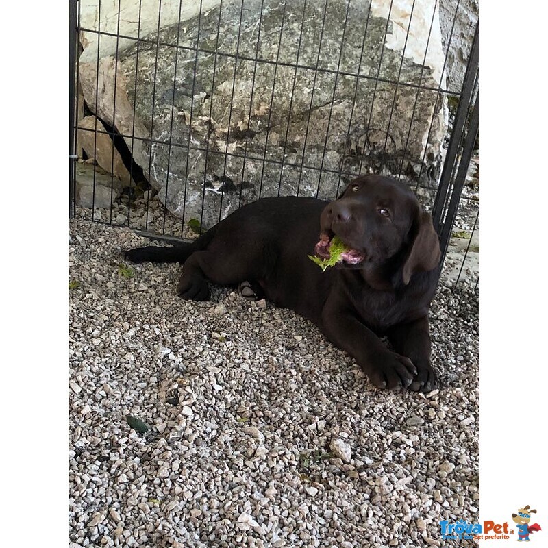 Bellissimi Cuccioli Labrador Retriever alta Genealogia Ottimo Pedigree Esenti Patologie Ereditarie - Foto n. 8