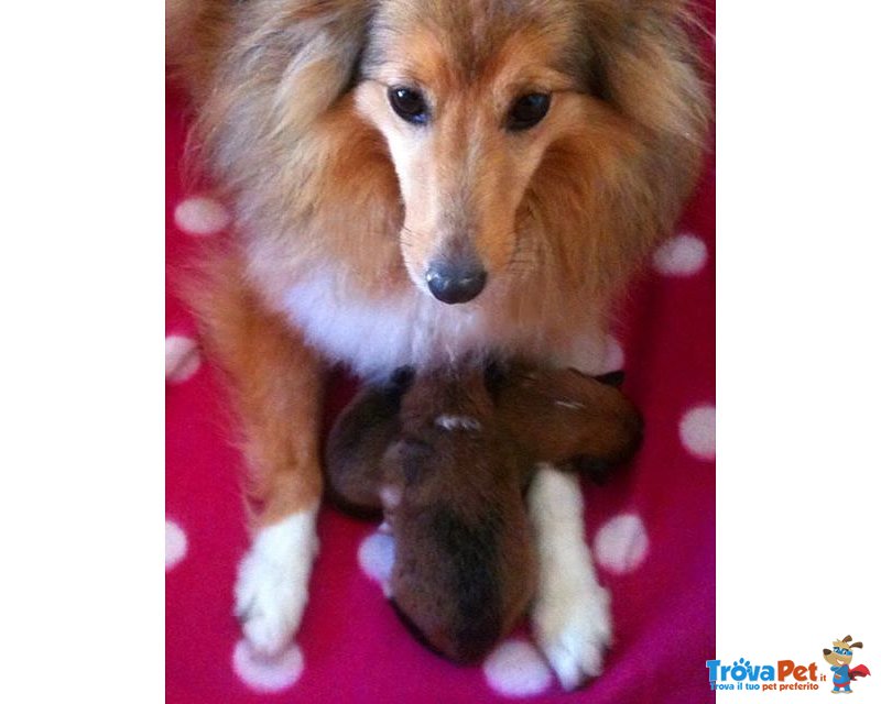 Shetland Sheepdog Cuccioli - Foto n. 1