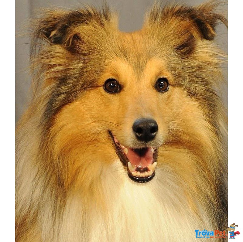 Shetland Sheepdog Cuccioli - Foto n. 3