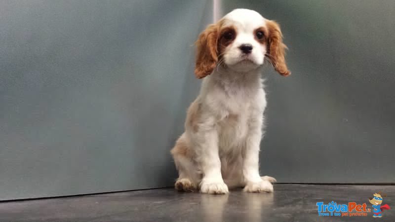 Cavalier King - Foto n. 2