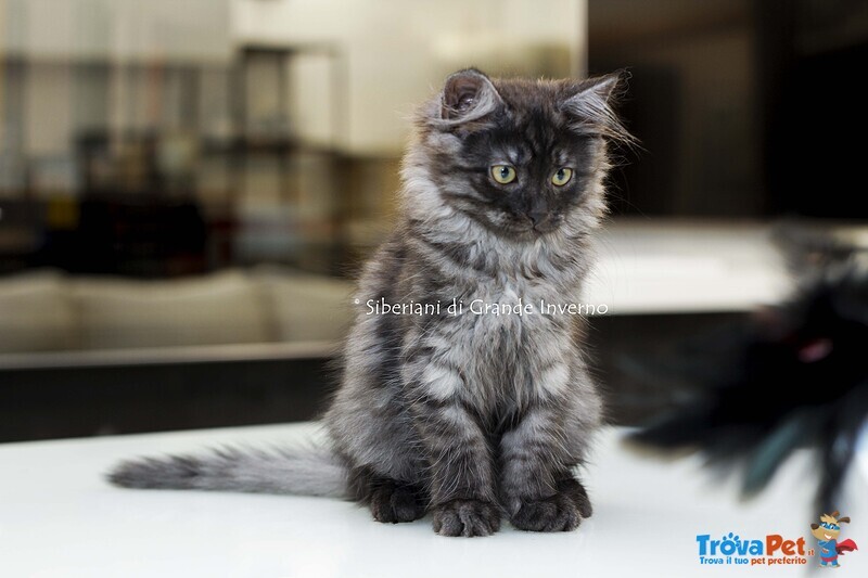 Gattini Siberiani Ipoallergenici Roma - Foto n. 2