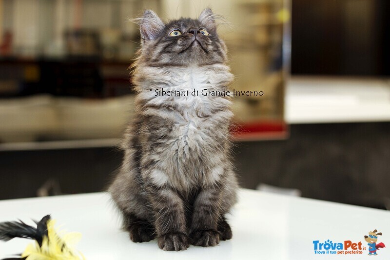 Gattini Siberiani Ipoallergenici Roma - Foto n. 3