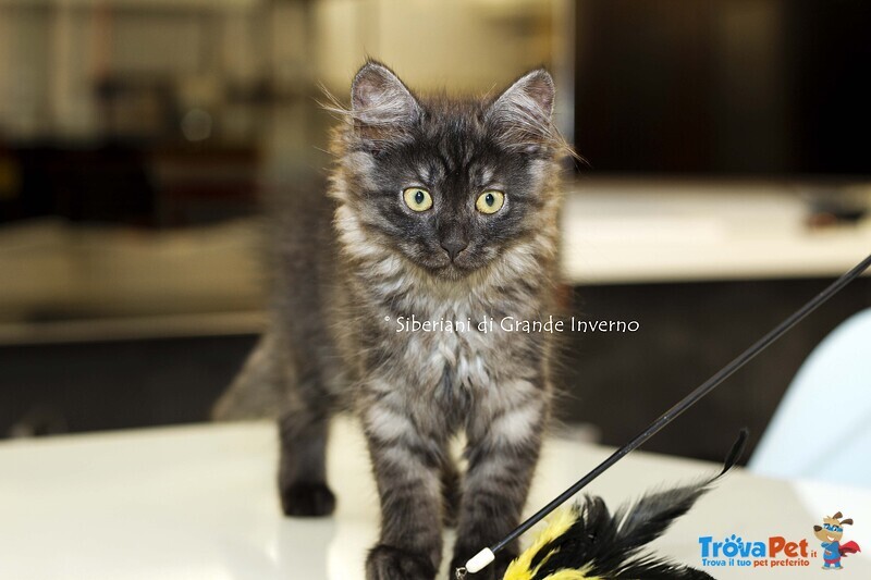 Gattini Siberiani Ipoallergenici Roma - Foto n. 6