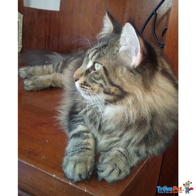 Maine coon Accoppiamento - Foto n. 1