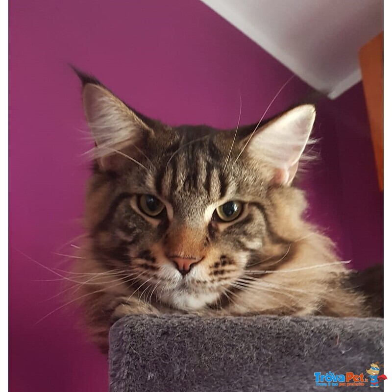 Maine coon Accoppiamento - Foto n. 4