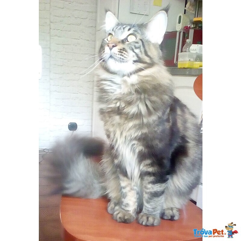 Maine coon Accoppiamento - Foto n. 5