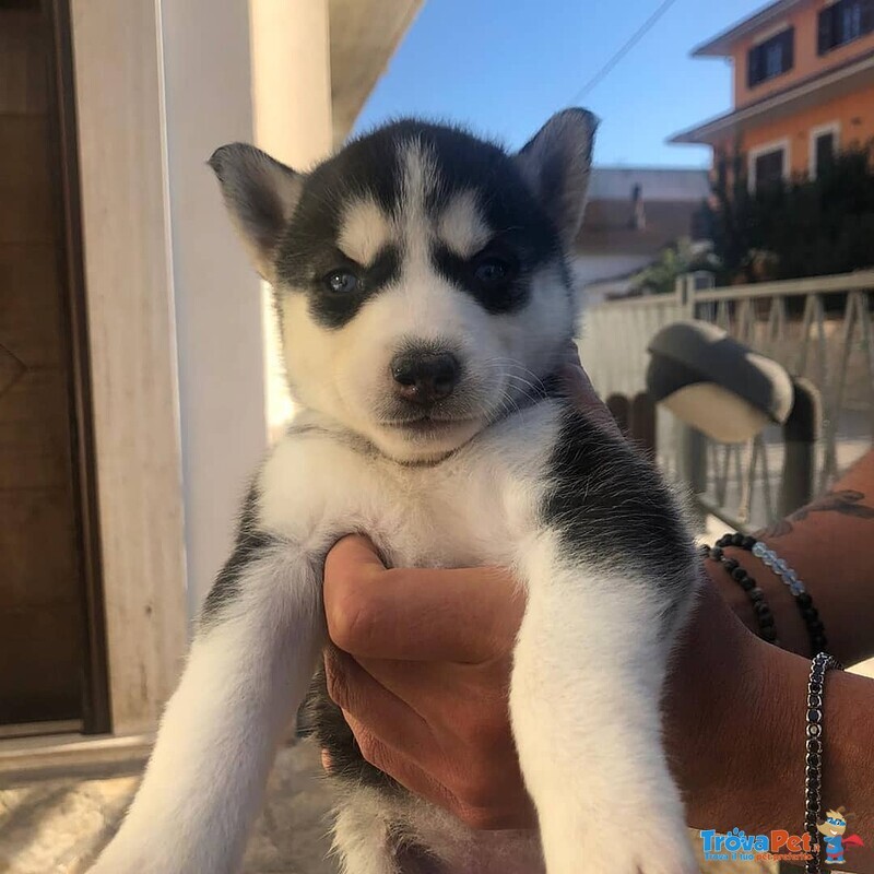 Cuccioli di Husky - Foto n. 2