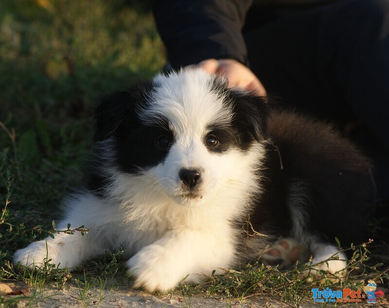 Cucciole Border Collie - Foto n. 1