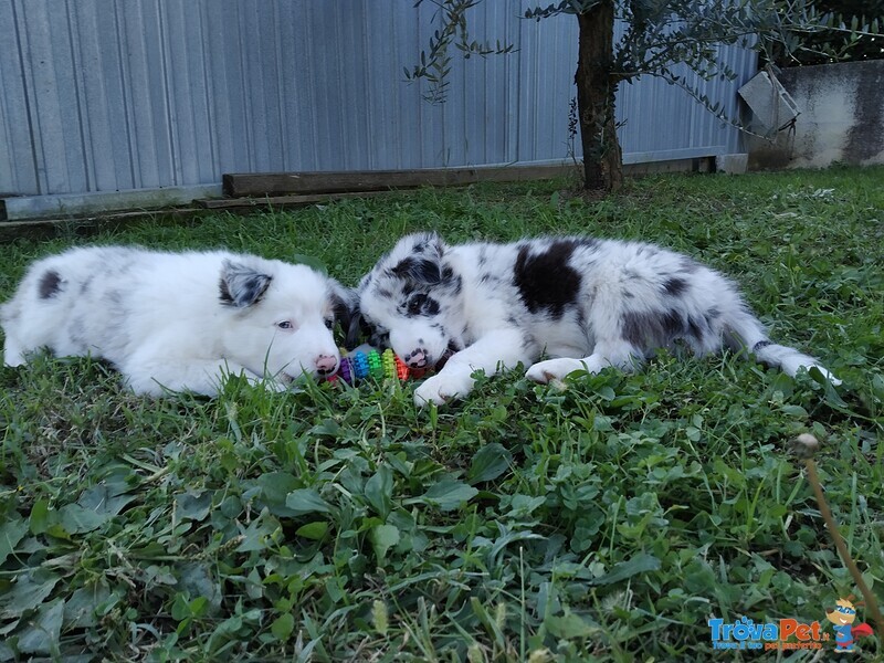 Cuccioli di Border Collie con Pedigree - Foto n. 1