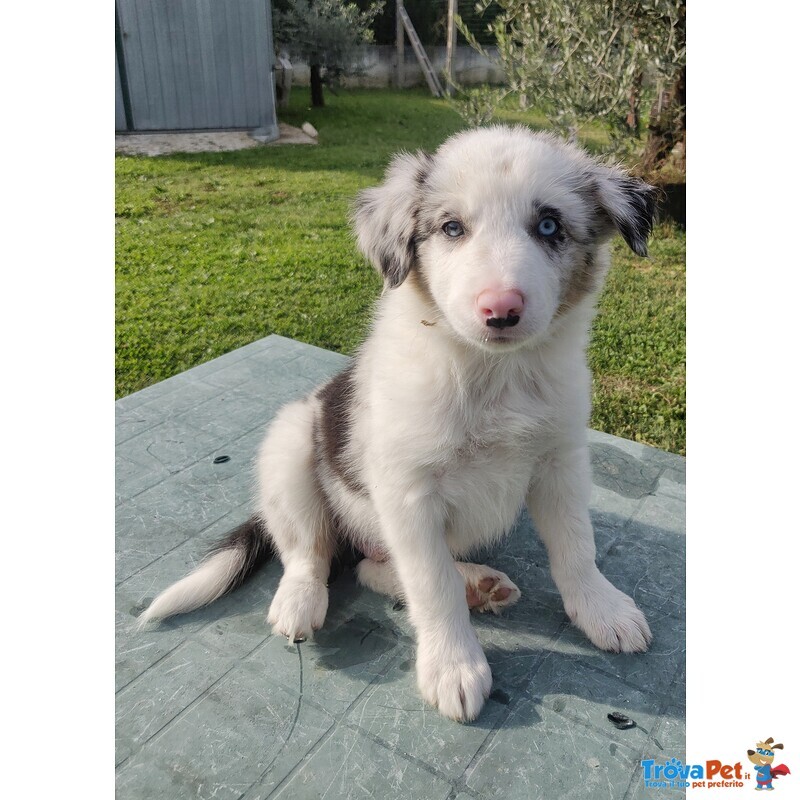 Cuccioli di Border Collie con Pedigree - Foto n. 2